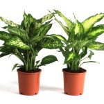 Planta Interior Dieffenbachia V12 (1 Unidade)