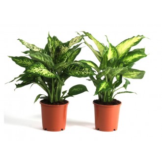 Planta Interior Dieffenbachia V12 (1 Unidade)
