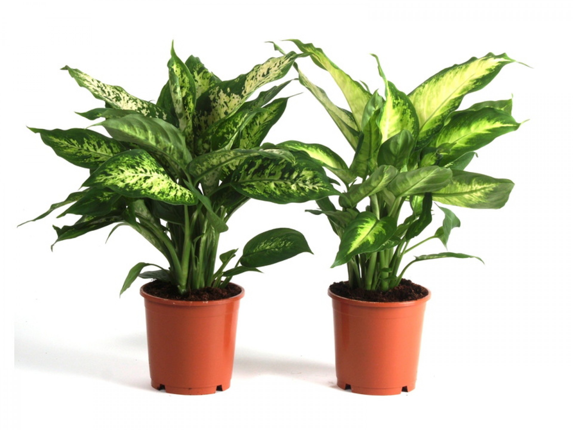 Planta Interior Dieffenbachia V12 (1 Unidade)