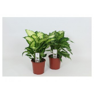 Planta Interior Dieffenbachia V17 (1 Unidade)