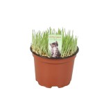 Planta Interior Erva De Gato V12 (1 Unidade)