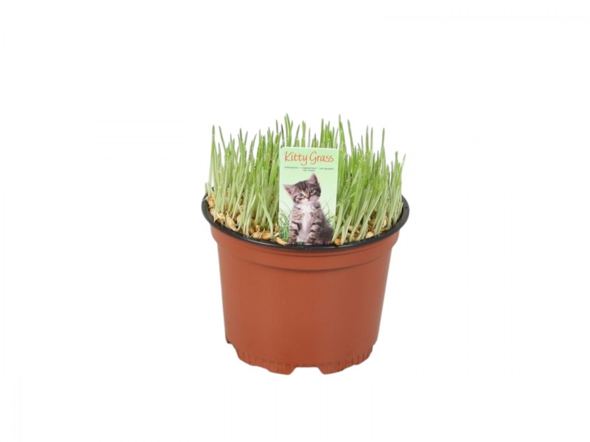 Planta Interior Erva De Gato V12 (1 Unidade)