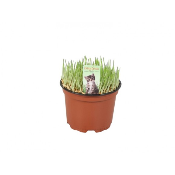 Planta Interior Erva De Gato V12 (1 Unidade)