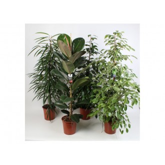 Planta Interior Ficus V17 (1 Unidade)