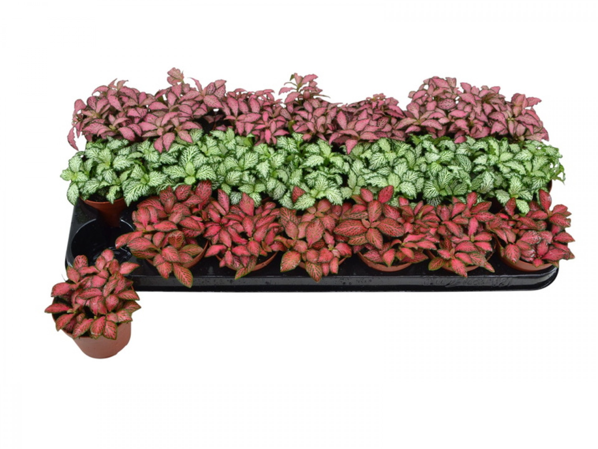 Planta Interior Fitonia Mix V9 (1 Unidade)