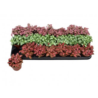 Planta Interior Fitonia Mix V9 (1 Unidade)