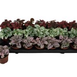 Planta Interior Hypoeste Mix V9 (1 Unidade)