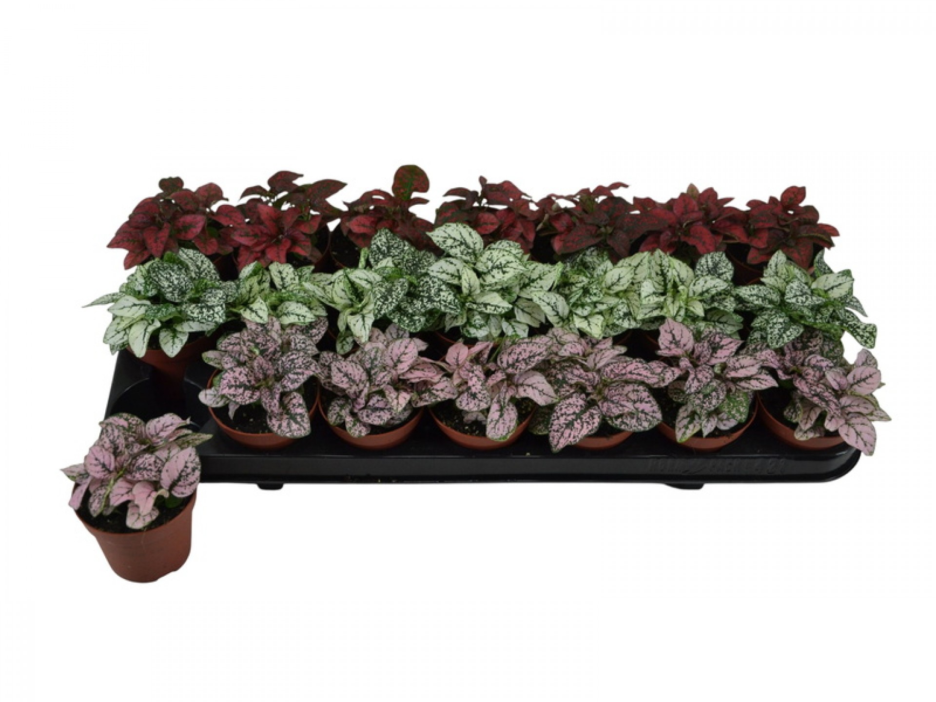 Planta Interior Hypoeste Mix V9 (1 Unidade)