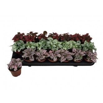 Planta Interior Hypoeste Mix V9 (1 Unidade)