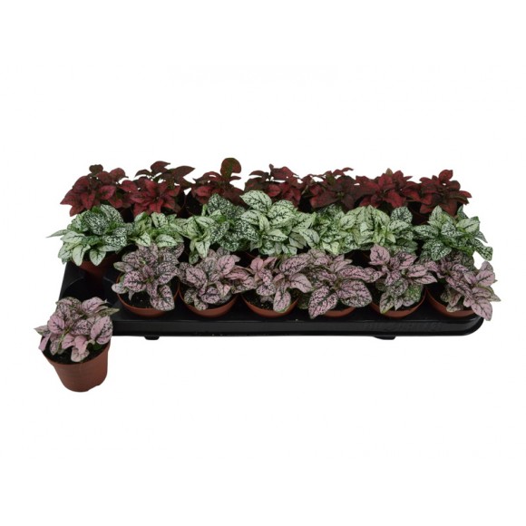 Planta Interior Hypoeste Mix V9 (1 Unidade)