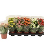 Planta Interior Kalanchoe Mix V10 (1 Unidade)