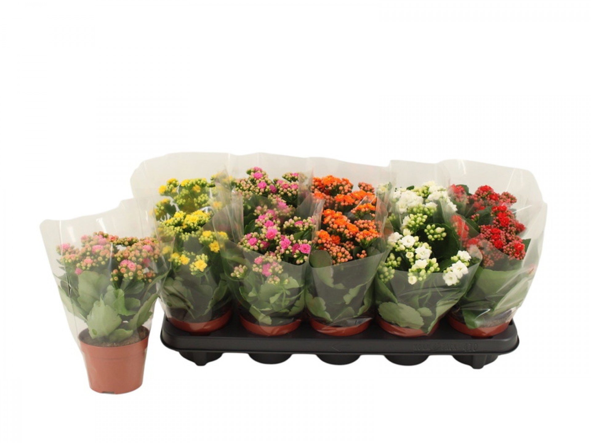 Planta Interior Kalanchoe Mix V10 (1 Unidade)