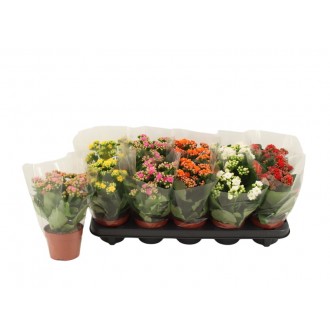 Planta Interior Kalanchoe Mix V10 (1 Unidade)