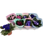 Planta Interior Saintpaulia V12 (1 Unidade)