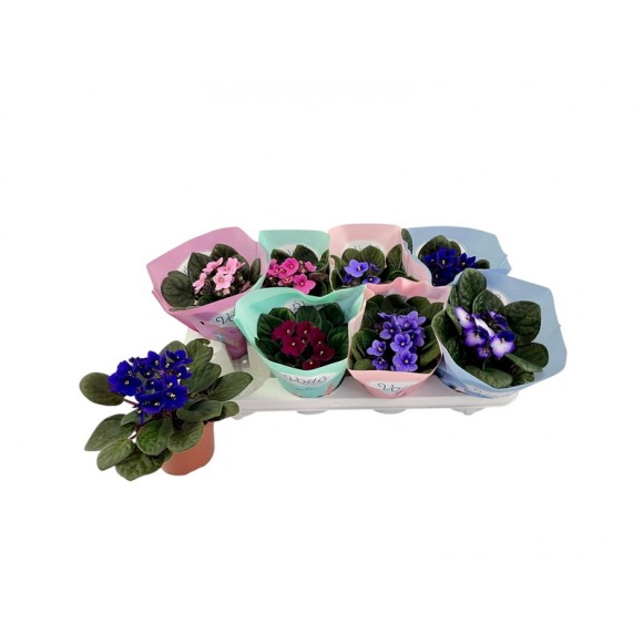 Planta Interior Saintpaulia V12 (1 Unidade)