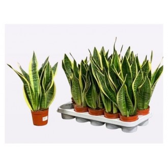 Planta Interior Sanseviera V12 (1 Unidade)