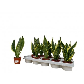 Planta Interior Sanseviera V9 (1 Unidade)