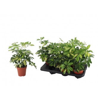 Planta Interior Scheflera V13 (1 Unidade)