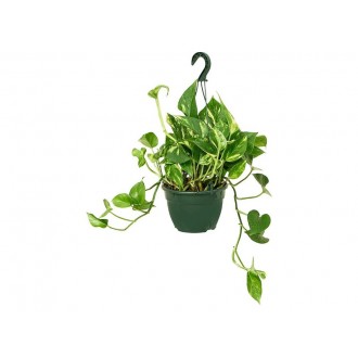Planta Interior Scindapsus Hang  V15 (1 Unidade)