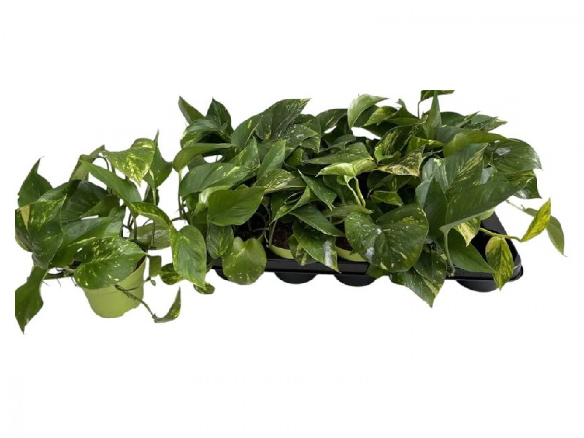 Planta Interior Scindapsus V12 (1 Unidade)