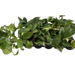 Planta Interior Scindapsus V12 (1 Unidade) Planta Interior Scindapsus V12 (1 Unidade)