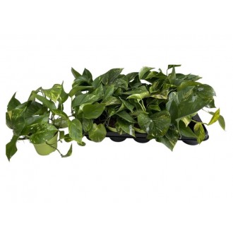 Planta Interior Scindapsus V12 (1 Unidade)