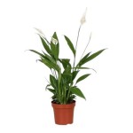 Planta Interior Spathyphillium V12 (1 Unidade) Planta Interior Spathyphillium V12 (1 Unidade)
