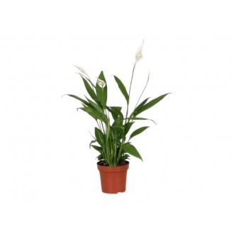 Planta Interior  Spathyphillium V12 (1 Unidade)