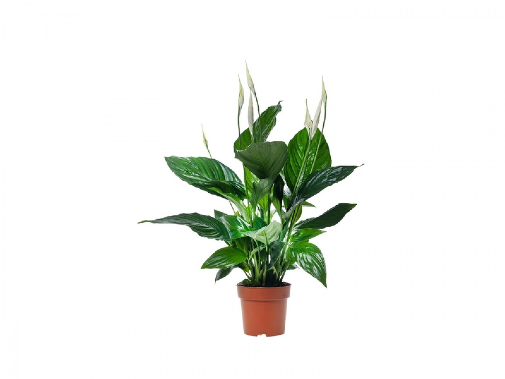 Planta Interior Spathyphillium V13 (1 Unidade)