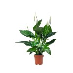 Planta Interior Spathyphillium V13 (1 Unidade)