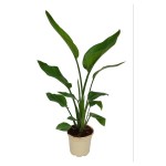 Planta Interior Strelitzia V17 (1 Unidade) Planta Interior Strelitzia V17 (1 Unidade)