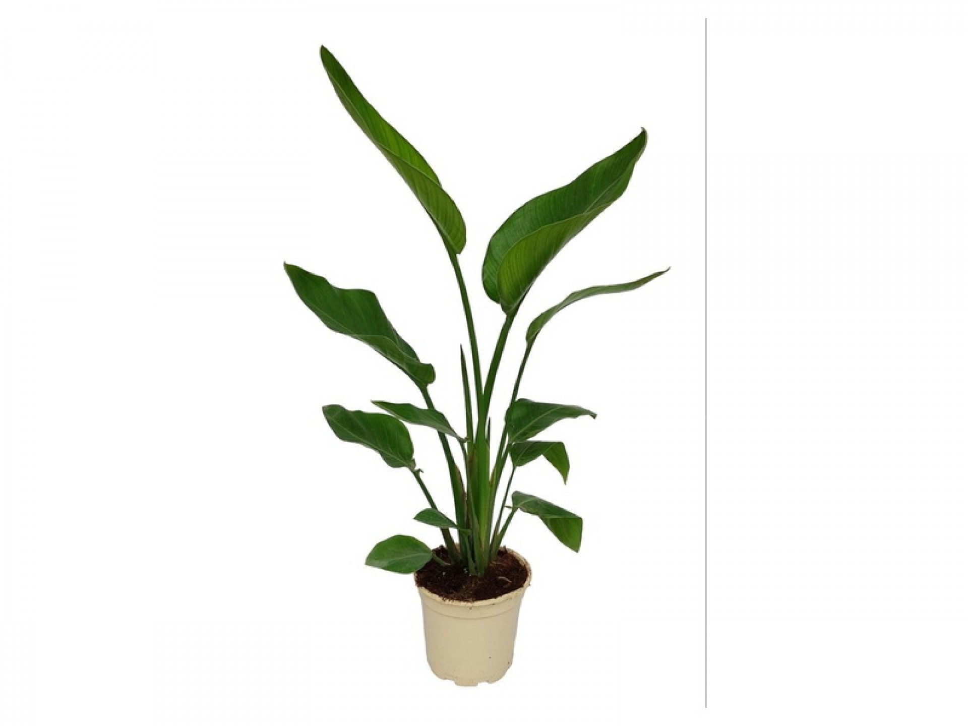 Planta Interior Strelitzia V17 (1 Unidade)