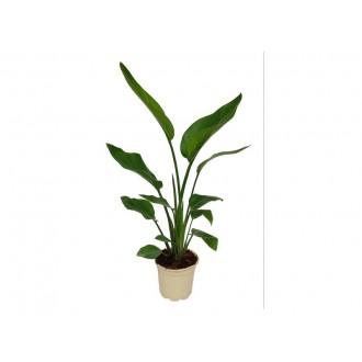 Planta Interior Strelitzia V17 (1 Unidade)