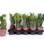 Planta Interior Zamioculca V12 (1 Unidade) Planta Interior Zamioculca V12 (1 Unidade)