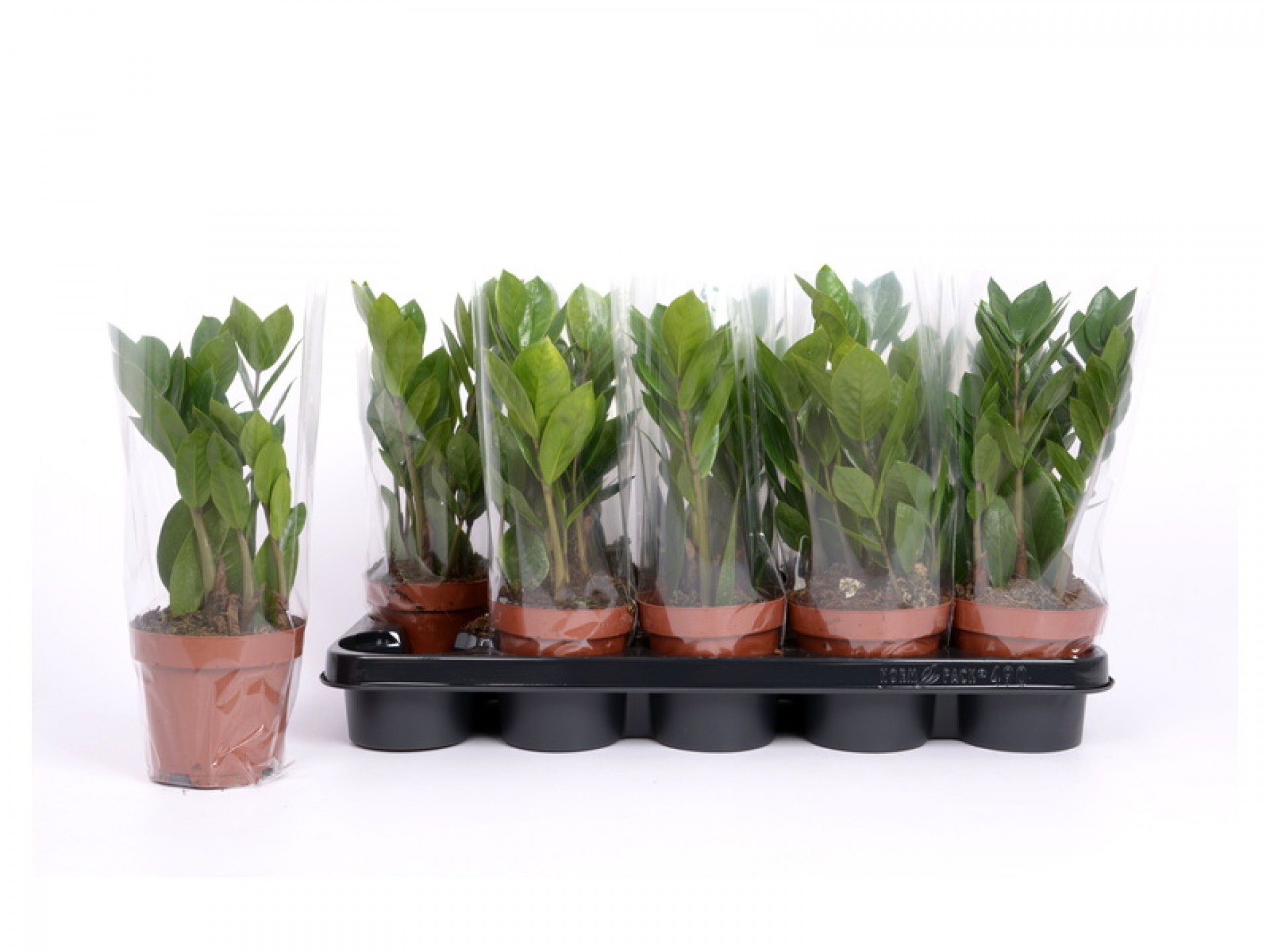 Planta Interior Zamioculca V12 (1 Unidade)