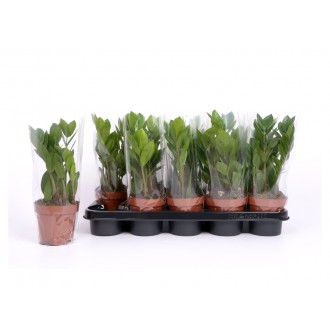 Planta Interior Zamioculca V12 (1 Unidade)