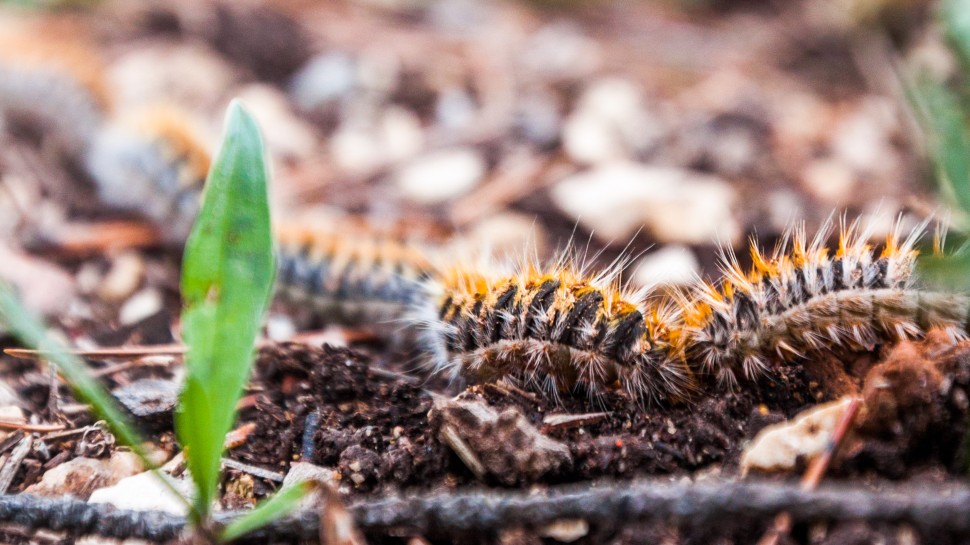 Quando e por que � que a lagarta do pinheiro � perigosa para pessoas e animais?