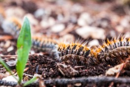 Quando e por que � que a lagarta do pinheiro � perigosa para pessoas e animais?