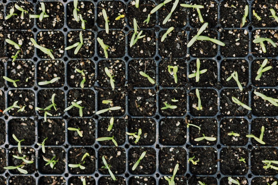 5 Principais erros nas sementeiras caseiras: por que � que n�o germinam