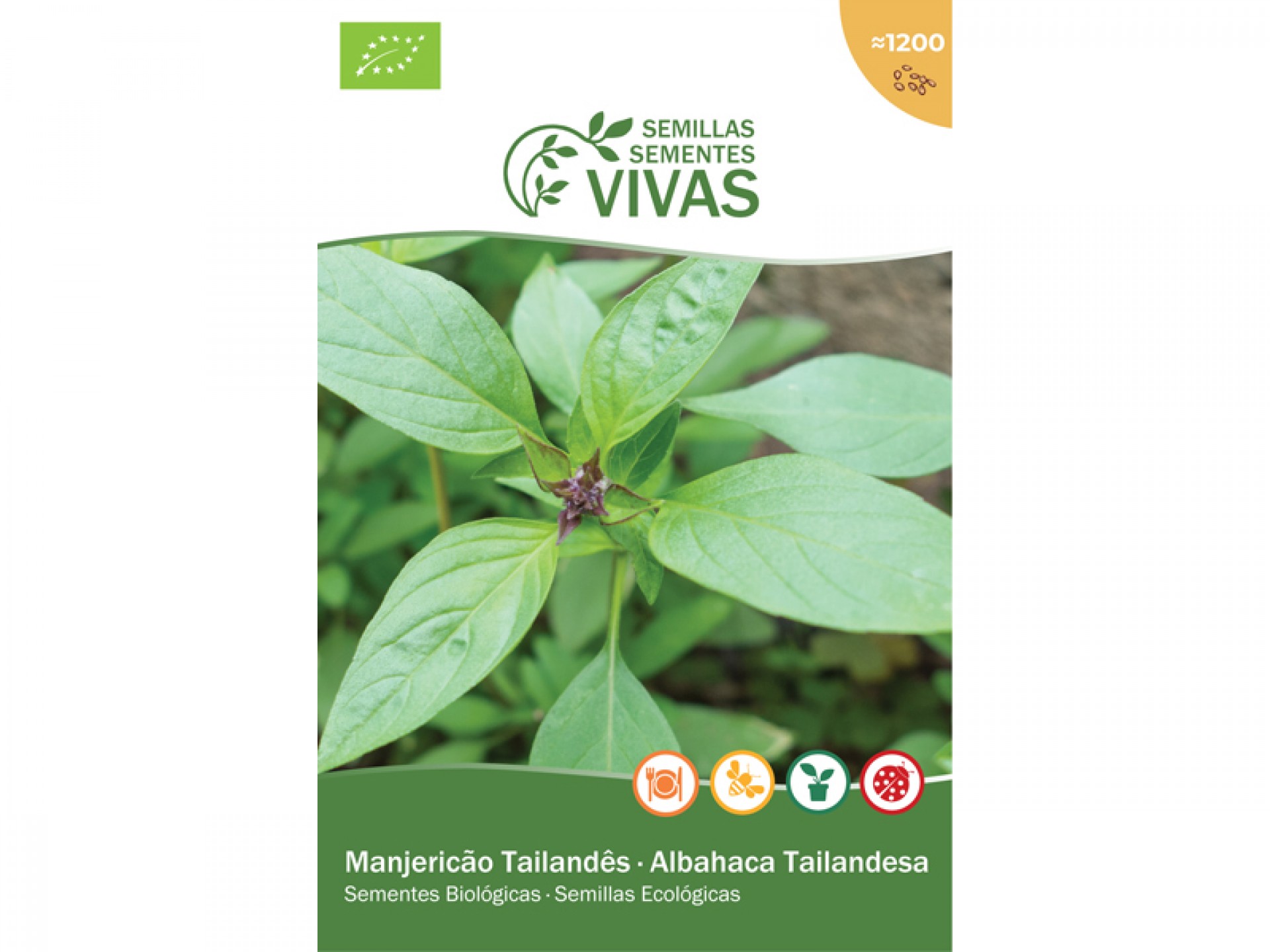 Manjericão da Tailândia 2 G SEMENTES VIVAS