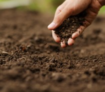 Solo cansado: como recuperar a terra do jardim antes da primavera Solo cansado: como recuperar a terra do jardim antes da primavera
