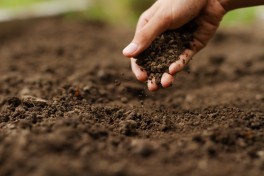 Solo cansado: como recuperar a terra do jardim antes da primavera Solo cansado: como recuperar a terra do jardim antes da primavera