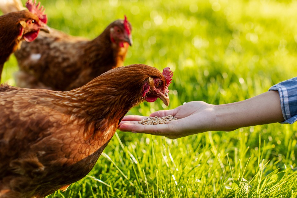 Alimenta��o estrat�gica antes da �poca reprodutiva