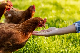 Alimentação estratégica antes da época reprodutiva Alimentação estratégica antes da época reprodutiva