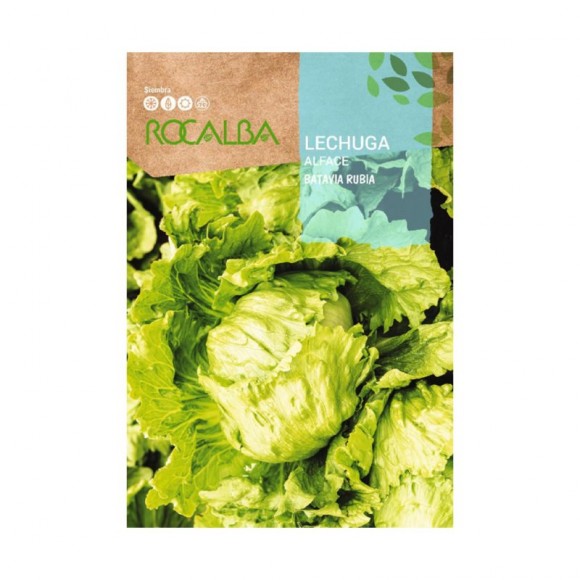 Alface Batavia Rubia 6 G ROCALBA Alface Batavia Rubia 6 G ROCALBA