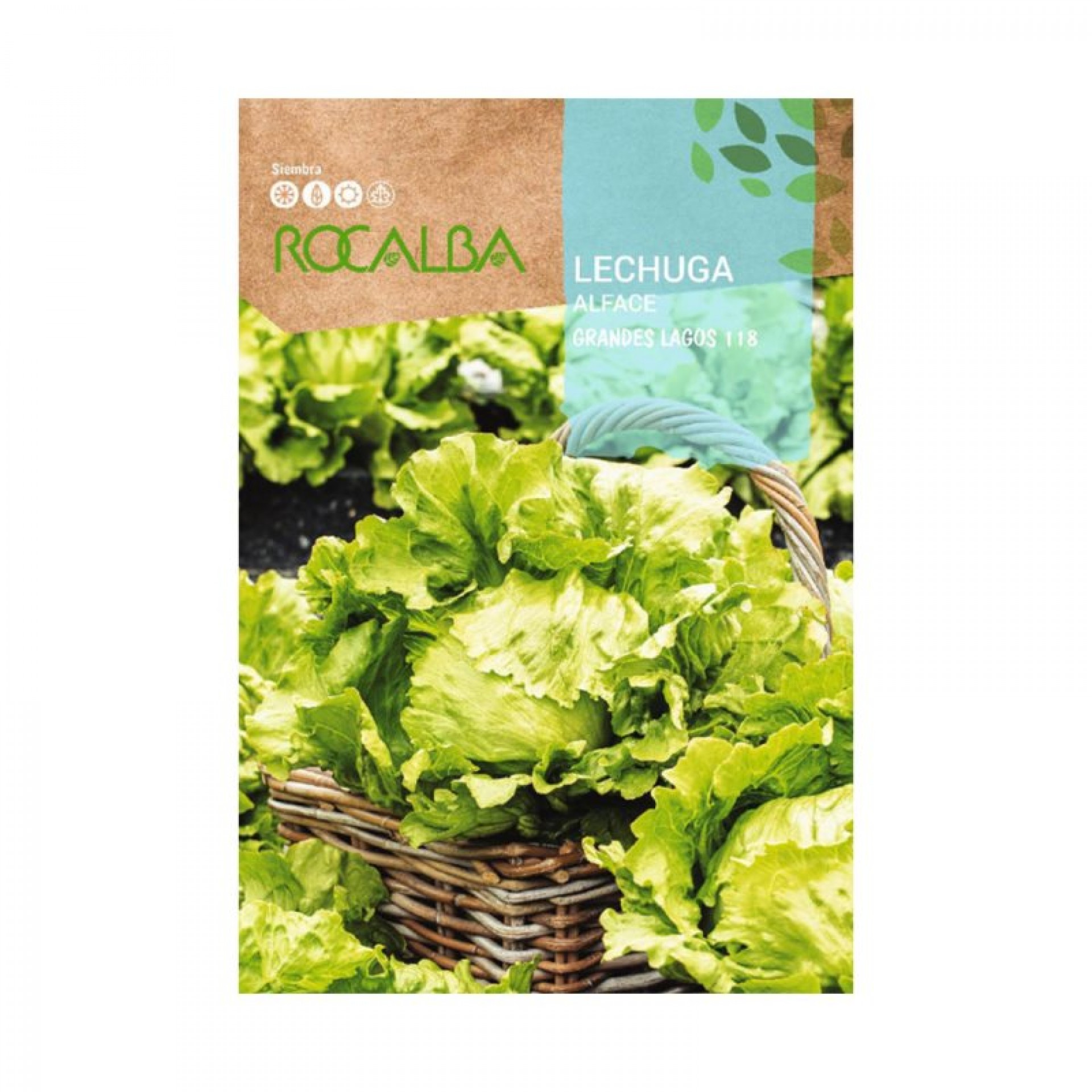 Alface Grande Lagos 6 G ROCALBA