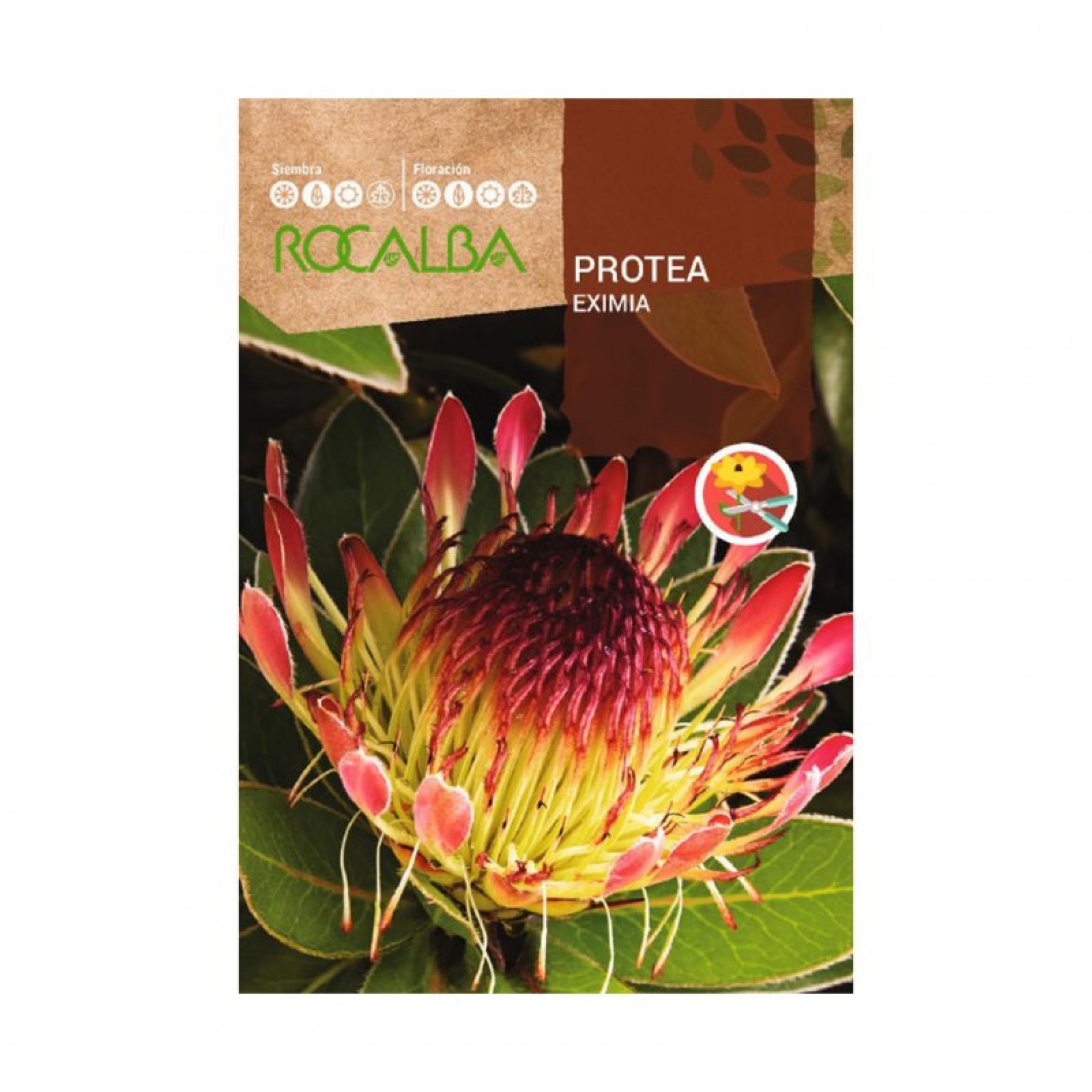 Proteia Eximia 6 Sementes ROCALBA
