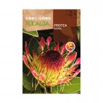 Proteia Eximia 6 Sementes ROCALBA Proteia Eximia 6 Sementes ROCALBA