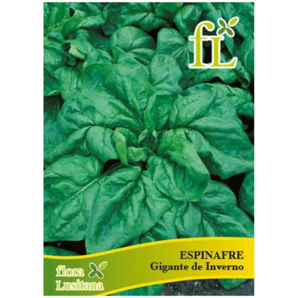 Espinafre Gigante Inverno 10 G FLORA LUSITANA Espinafre Gigante Inverno 10 G FLORA LUSITANA