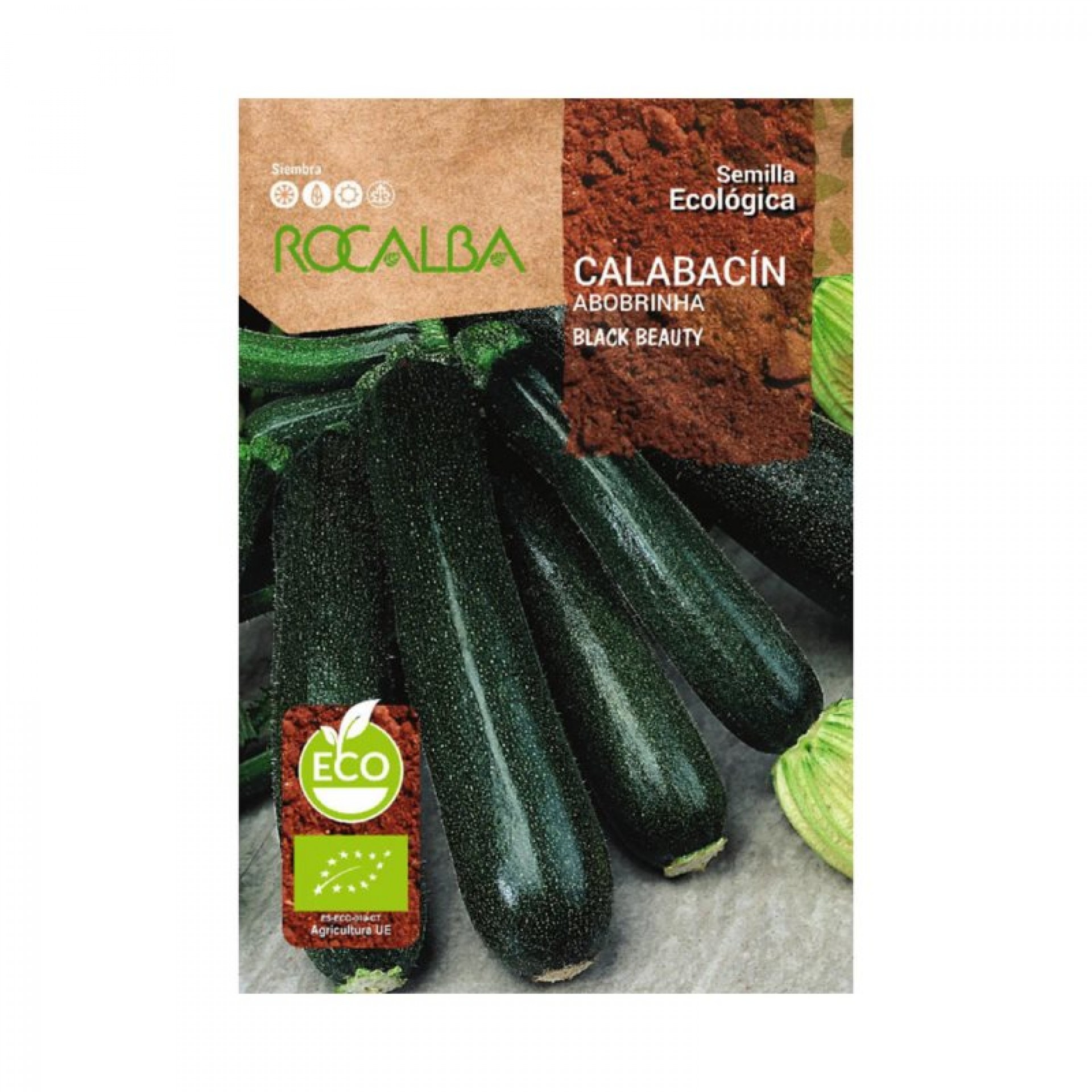 Courgette Black Beauty Bio 5 G ROCALBA